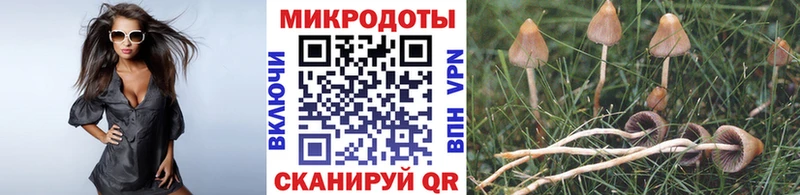 Псилоцибиновые грибы Psilocybine cubensis  Камень-на-Оби 