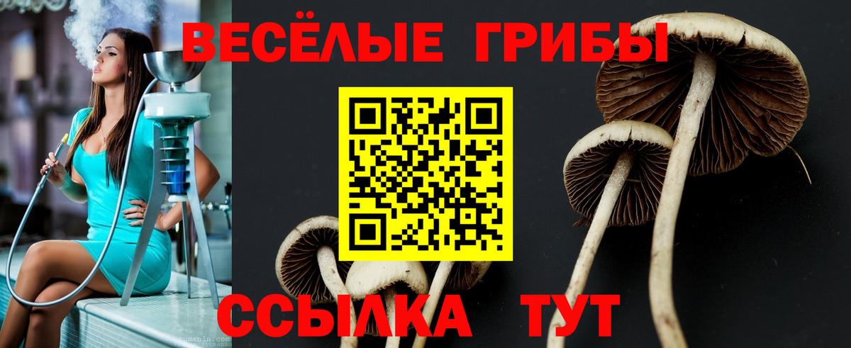 Галлюциногенные грибы Cubensis Камень-на-Оби